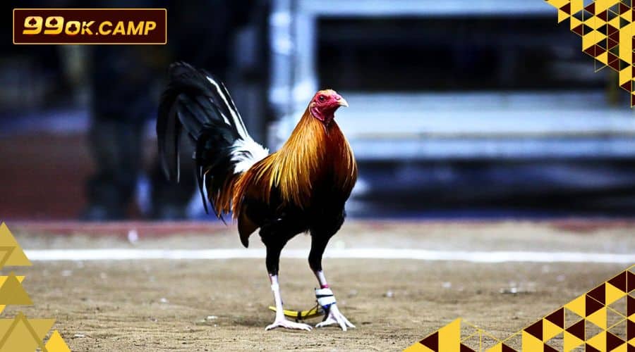 Đá Gà 1 Sanh da ga tai 99ok Casino
